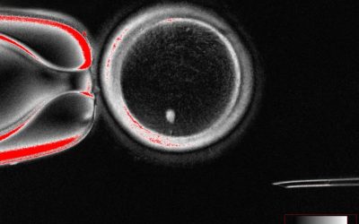 US Scientists Create Human Embryos From Skin Cells