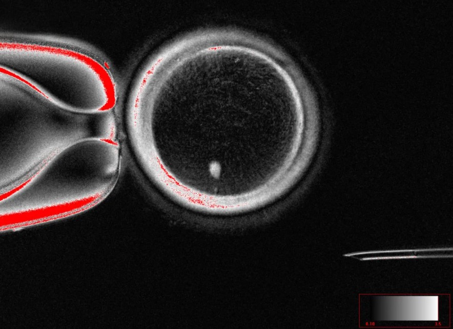 US Scientists Create Human Embryos From Skin Cells