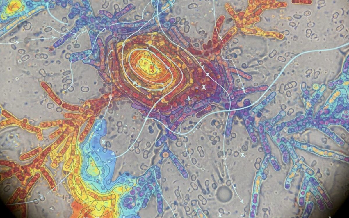 flagella-resized