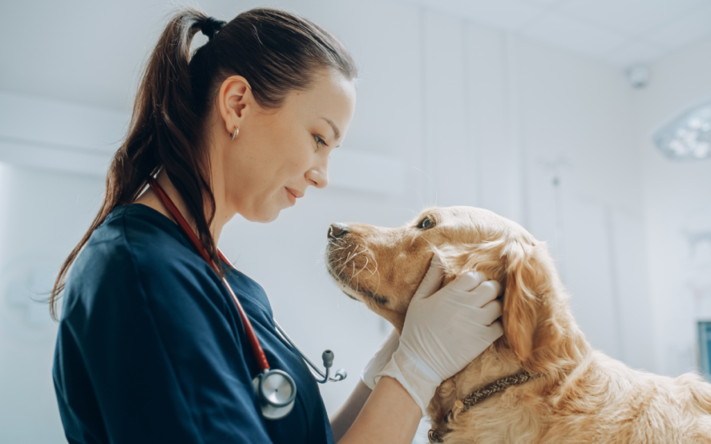 A veterinarian examining a dog in a modern clinic, illustrating how veterinary research protocols are being translated into human clinical trial innovation.