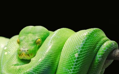 Python Blood Molecule Opens Door to New Obesity Treatments