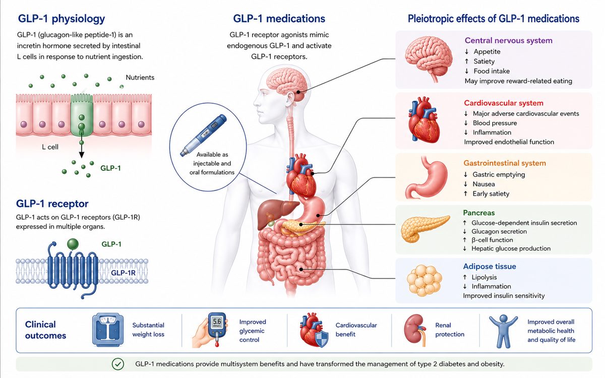 Medical infographic showing GLP-1 muscle loss risks alongside systemic effects of GLP-1 receptor agonists on metabolism