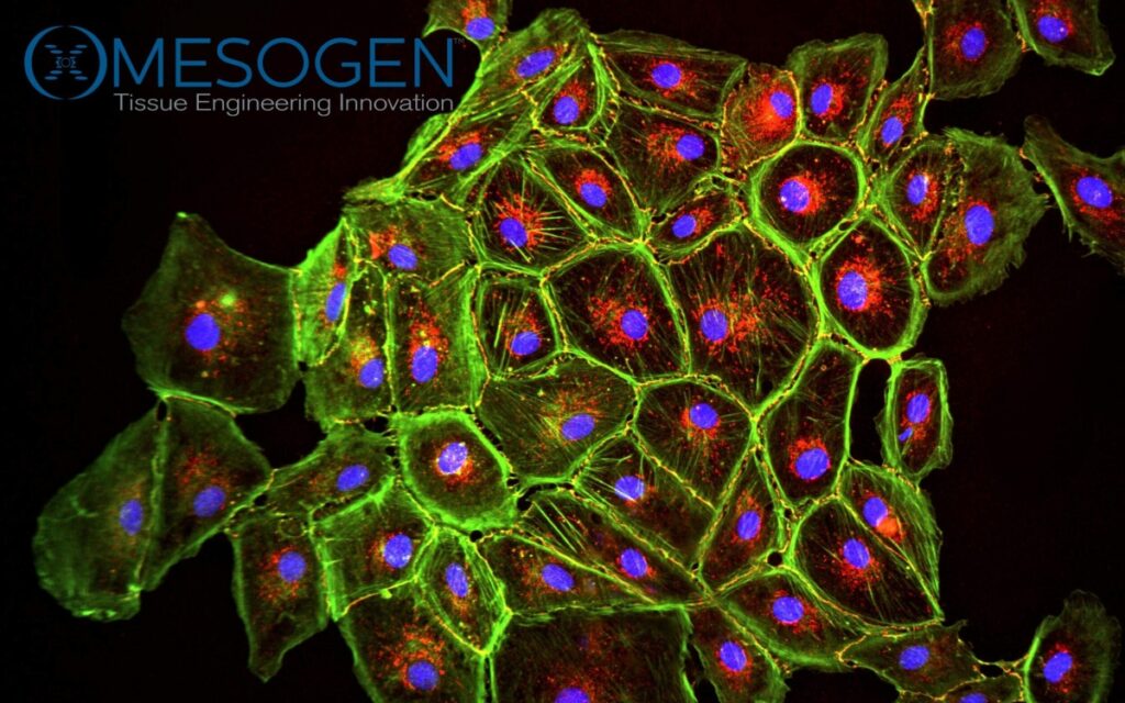 Fluorescence micrograph of cells with green cytoskeleton and blue nuclei, from Mesogen's autologous stem cells research