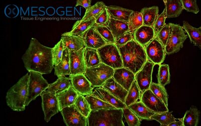 Why I Founded Mesogen: A New Vision for Personalized Regenerative Medicine