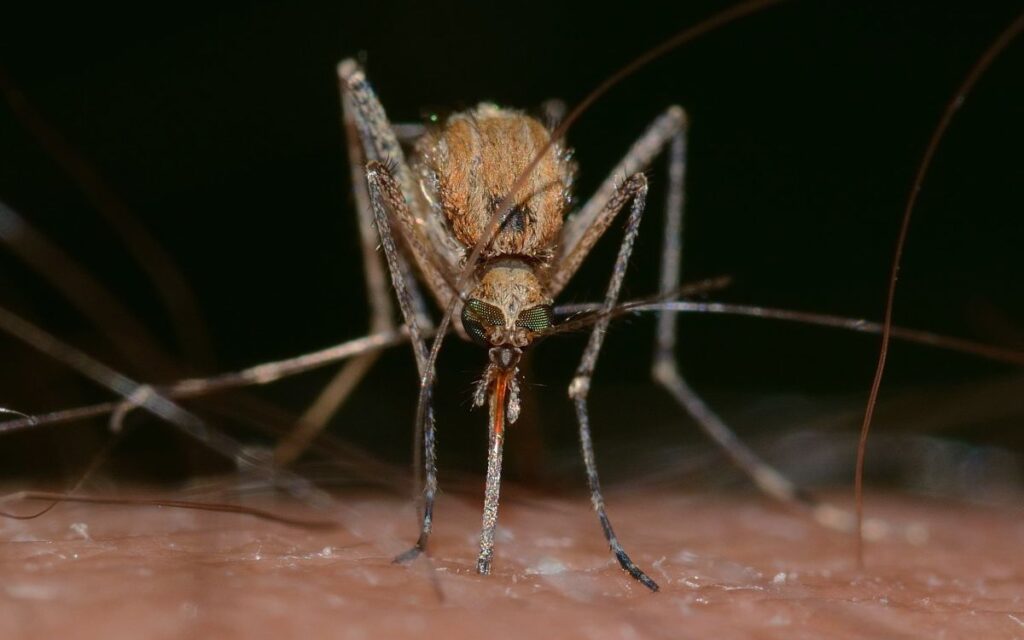 Close-up of a mosquito feeding on human skin, a key vector for mosquito-borne diseases in Europe