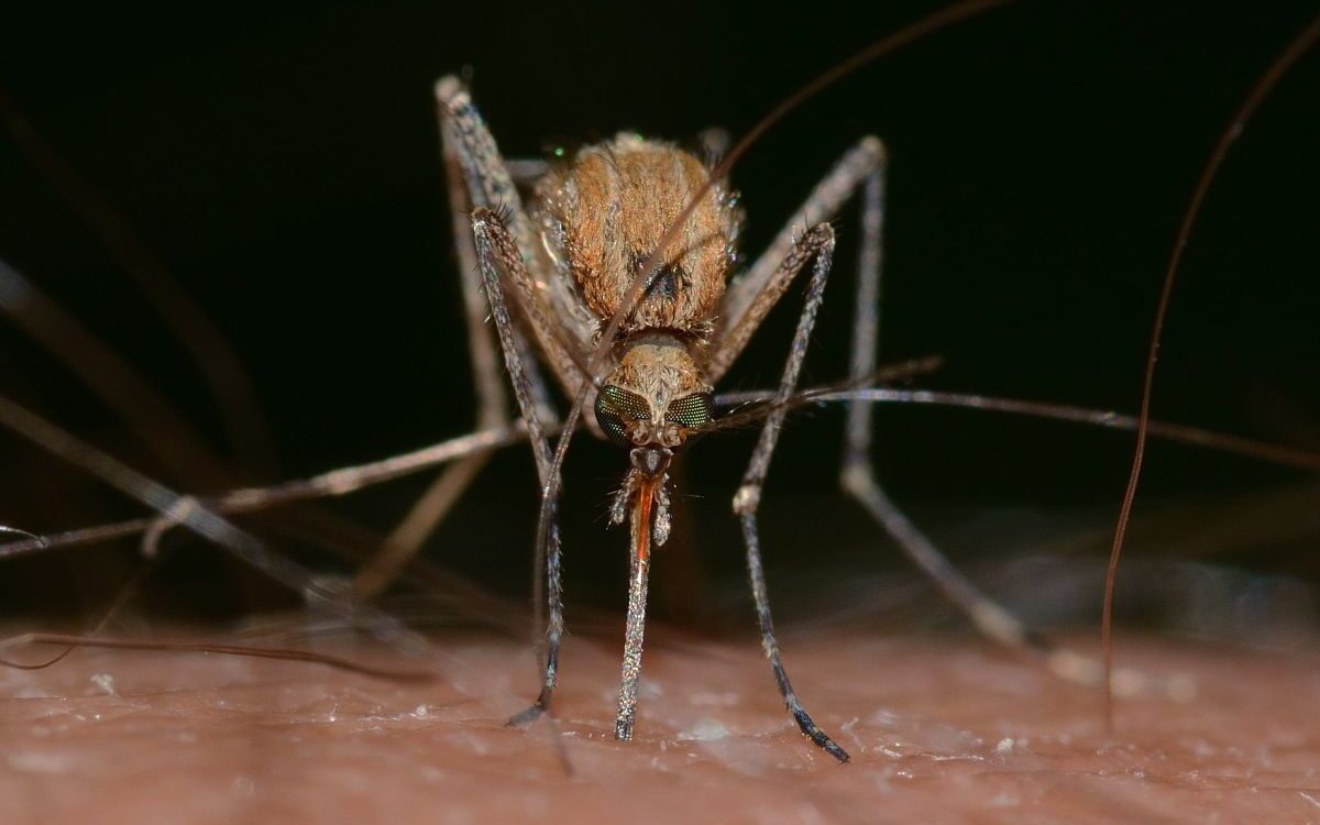 Mosquito Close-up of a mosquito feeding on human skin, a key vector for mosquito-borne diseases in Europe