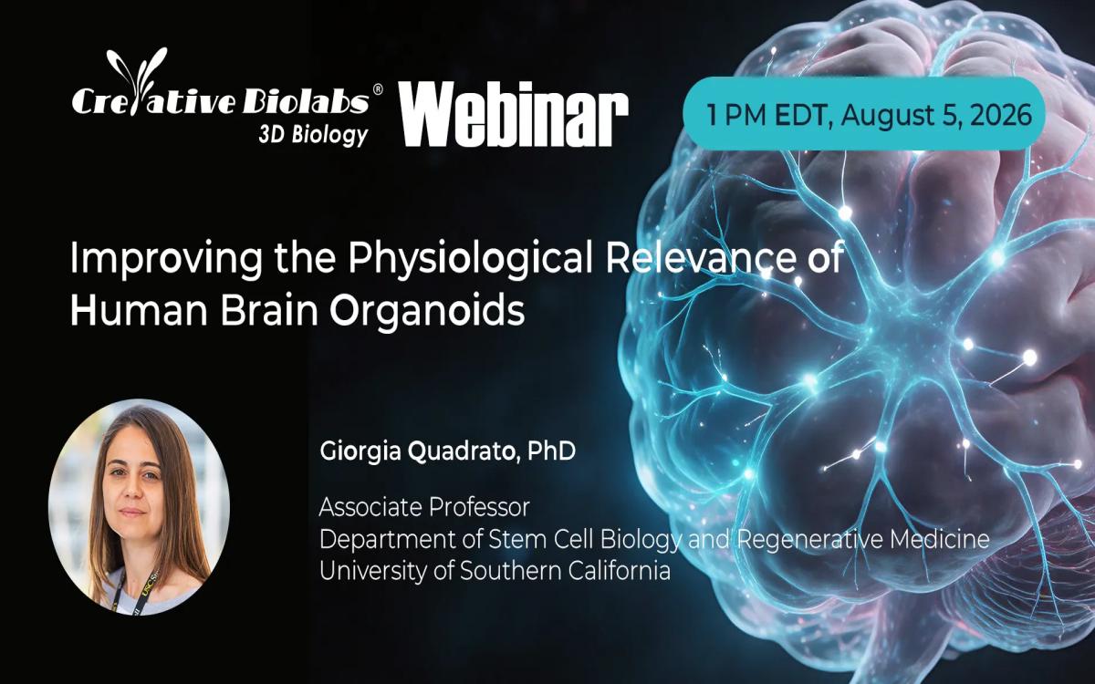 improving-the-physiological-relevance-of-human-brain-organoids-Creative-Biolabs-provided Creative Biolabs webinar banner on brain organoids featuring speaker Giorgia Quadrato and a glowing 3D brain illustration