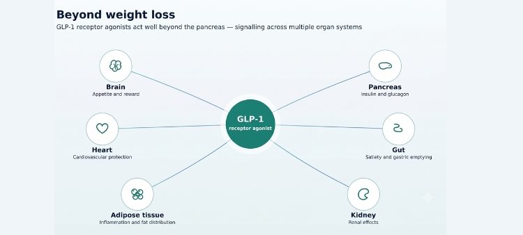 GLP-1 research diagram showing receptor agonist effects on brain, heart, pancreas, gut, adipose tissue and kidney.