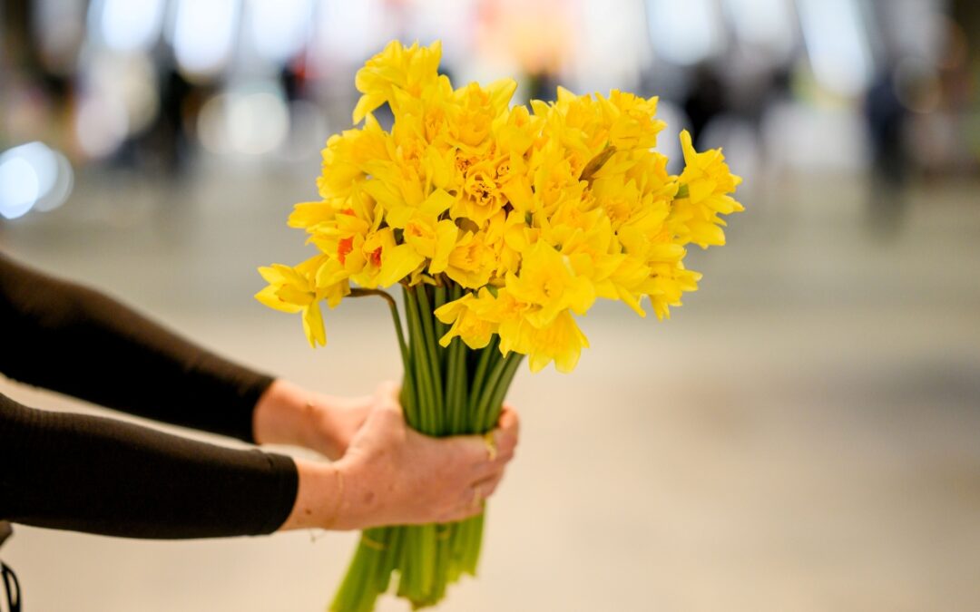 Australia Marks 40 years of Daffodil Day on Thursday 20 August
