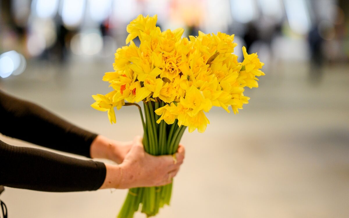 20230831_CCNSW_Daffodil_Day_2023-0365 Hands holding a bouquet of fresh yellow daffodils, the symbol of Cancer Council's Daffodil Day 2026 appeal.