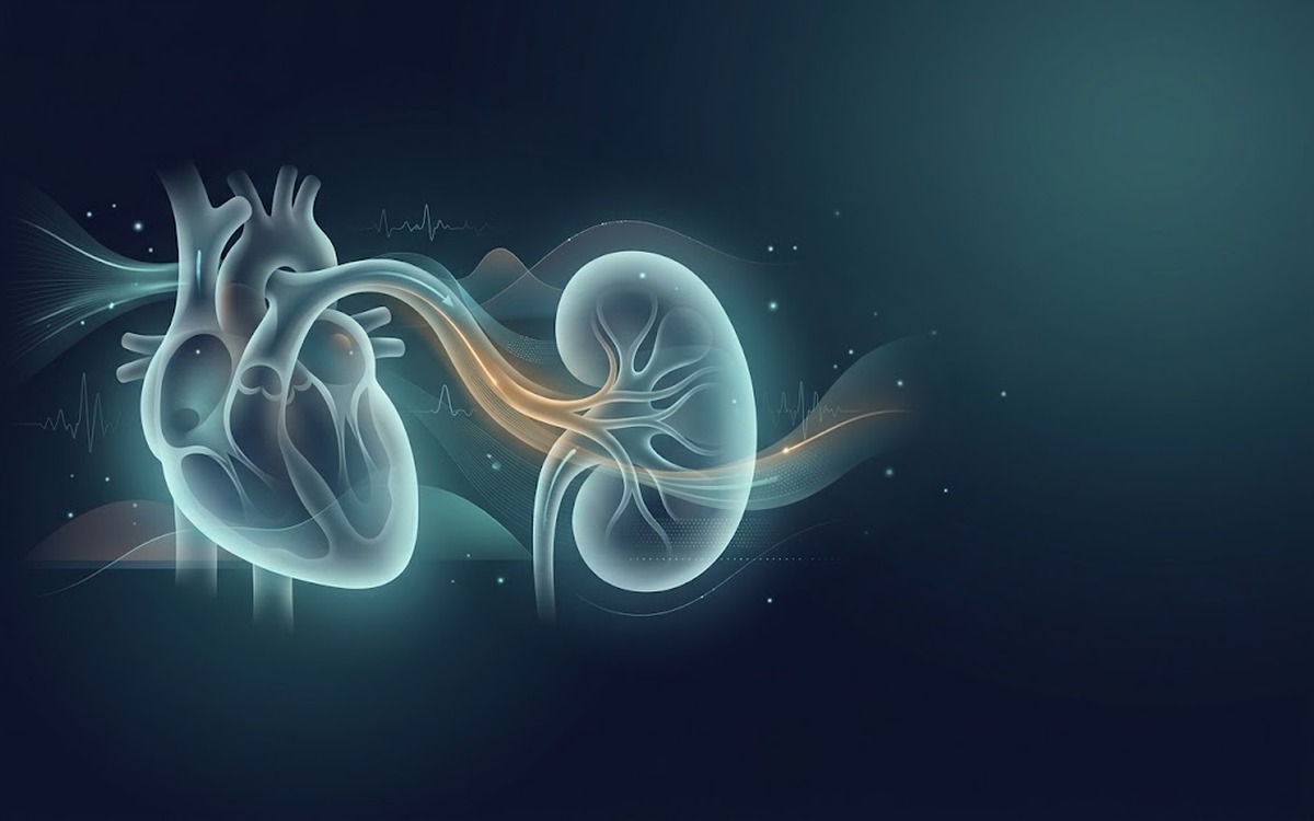 mccormick-cardiorenal-feature-1200×750 Translucent heart and kidney joined by glowing flow lines and ECG traces, illustrating precision fluid management.